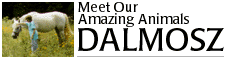 Dalmosz