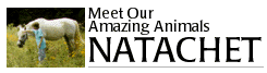 Natachet
