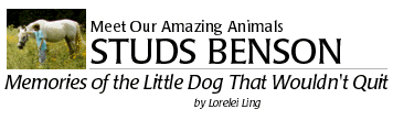 The Little Dog That Wouldn't Quit